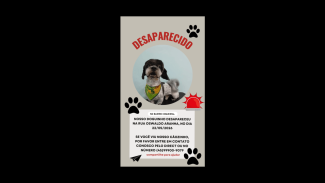 Imagem referente a Cachorro FREDERICO (Fred) desapareceu no bairro Alto Alegre