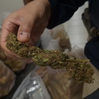 Imagem referente a Jovens são detidos transportando grande carga de maconha em Cascavel