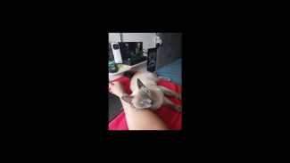 Imagem referente a Gata Carola desapareceu no bairro Morumbi