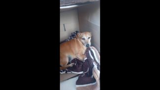 Imagem referente a Cachorro é encontrado no bairro Centro
