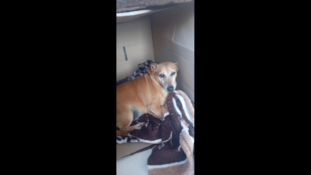 Cachorro é encontrado no bairro Centro
