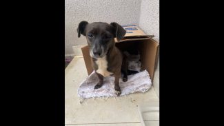 Imagem referente a Cachorra é encontrada no bairro Santa Felicidade