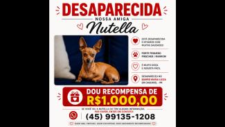 Imagem referente a Cachorra Nutella desapareceu no bairro Maria Luiza
