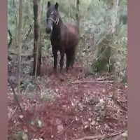 Imagem referente a Cavalo é encontrado amarrado há dias sem água e comida em Cascavel; caso vai parar na Polícia Ambiental