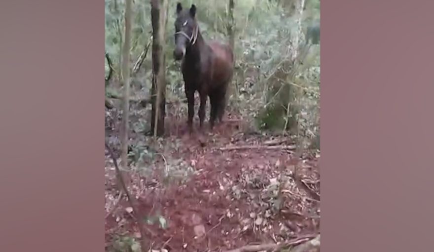 Cavalo é encontrado amarrado há dias sem água e comida em Cascavel; caso vai parar na Polícia Ambiental