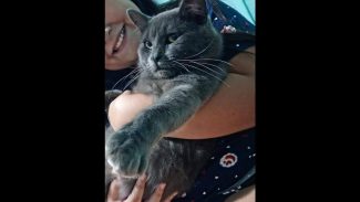 Imagem referente a Gato Tom desapareceu no bairro Maria Luiza