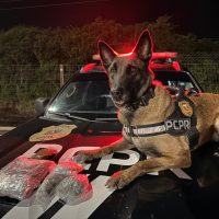 Imagem referente a K9 Becky fareja haxixe raro e operação do Denarc termina com apreensão milionária