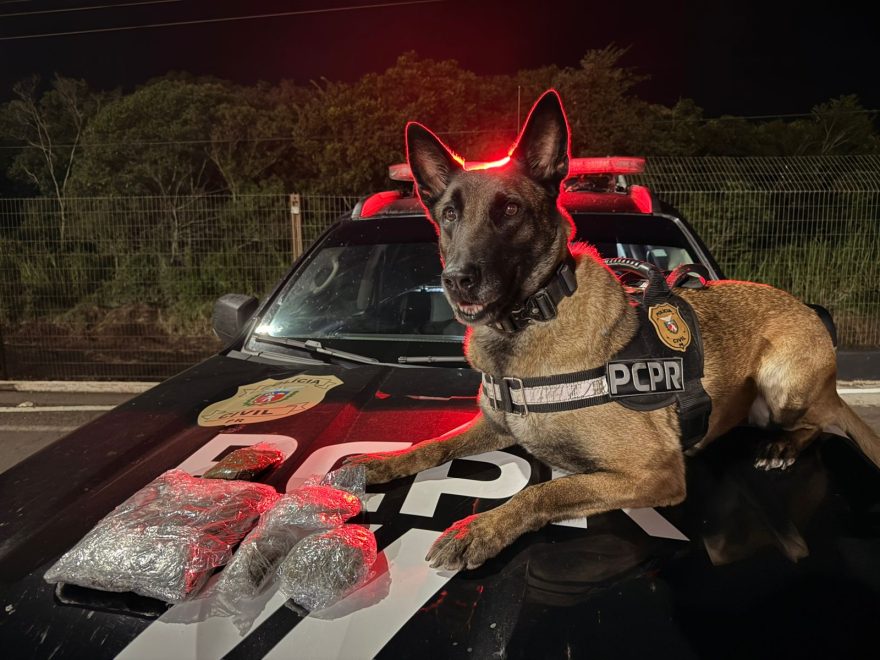 K9 Becky fareja haxixe raro e operação do Denarc termina com apreensão milionária