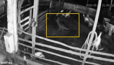 Imagem referente a Flagrante selvagem: onça predadora invade propriedade e mata 34 ovelhas