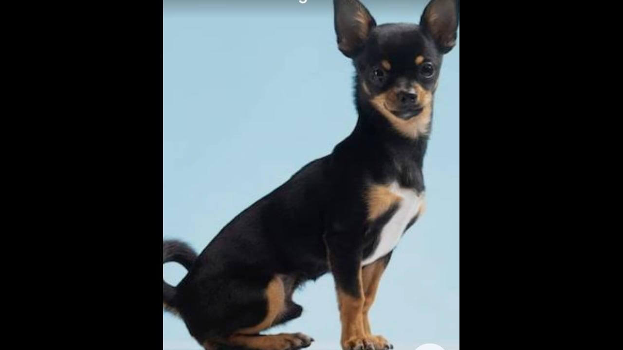 Cachorro Chico desapareceu no bairro Periolo Cachorro Chico desapareceu no bairro Periolo