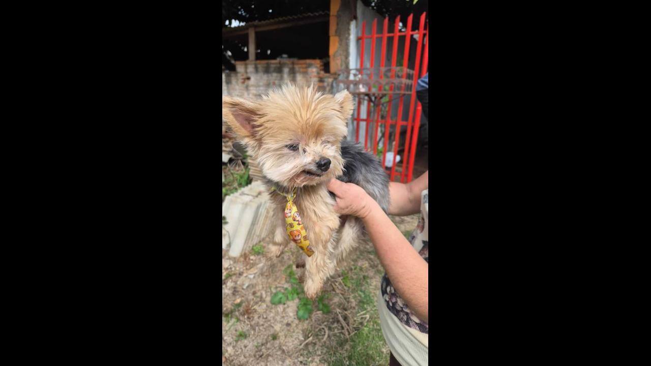 Cachorro é encontrado no bairro Morumbi Cachorro é encontrado no bairro Morumbi