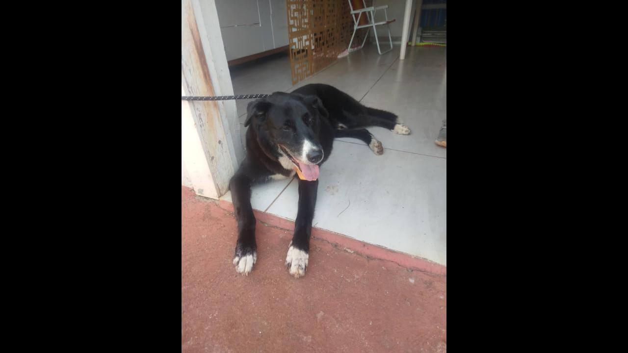Cachorra é encontrada no bairro Centro Cachorra é encontrada no bairro Centro