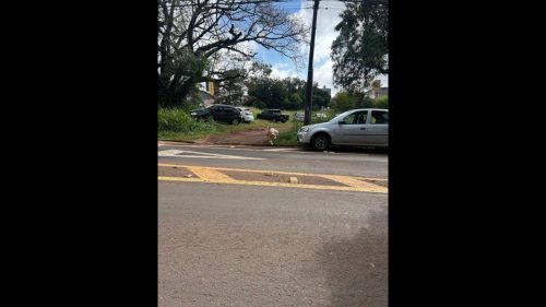 Cachorro é encontrado no bairro Centro Imagem referente a Cachorro é encontrado no bairro Centro
