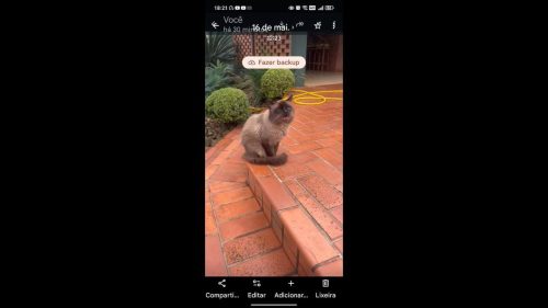 Gato é encontrado no bairro Country Imagem referente a Gato é encontrado no bairro Country