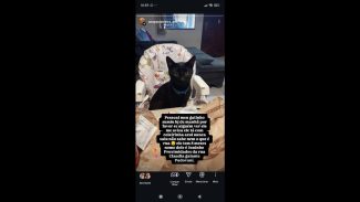 Imagem referente a Gato Juninho desapareceu no bairro Santa Felicidade