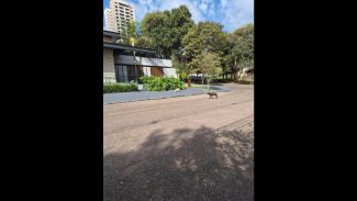 Imagem referente a Cachorro é encontrado no bairro Centro