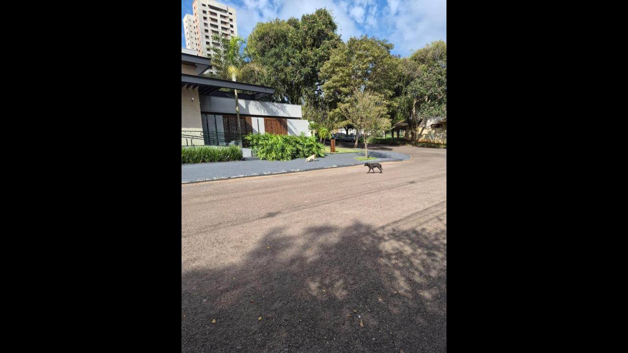 Cachorro é encontrado no bairro Centro Cachorro é encontrado no bairro Centro