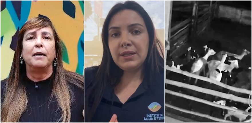 “Isso não é crueldade, não é maldade”, explicam biólogas sobre ataque que matou 34 ovelhas em Assis Chateaubriand