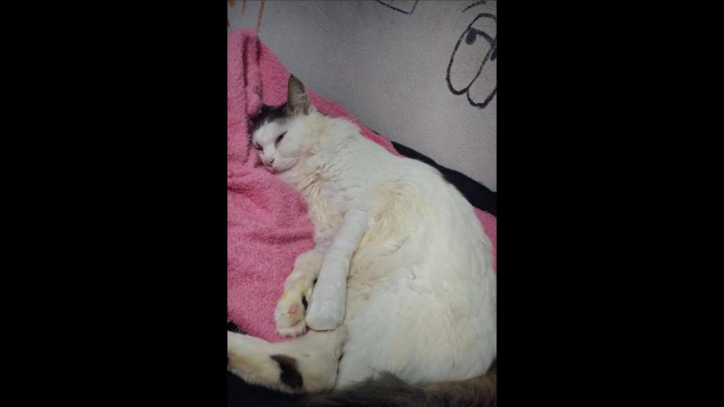 Gato Miu desapareceu no bairro Tarumã