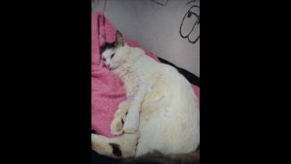 Imagem referente a Gato Miu desapareceu no bairro Tarumã