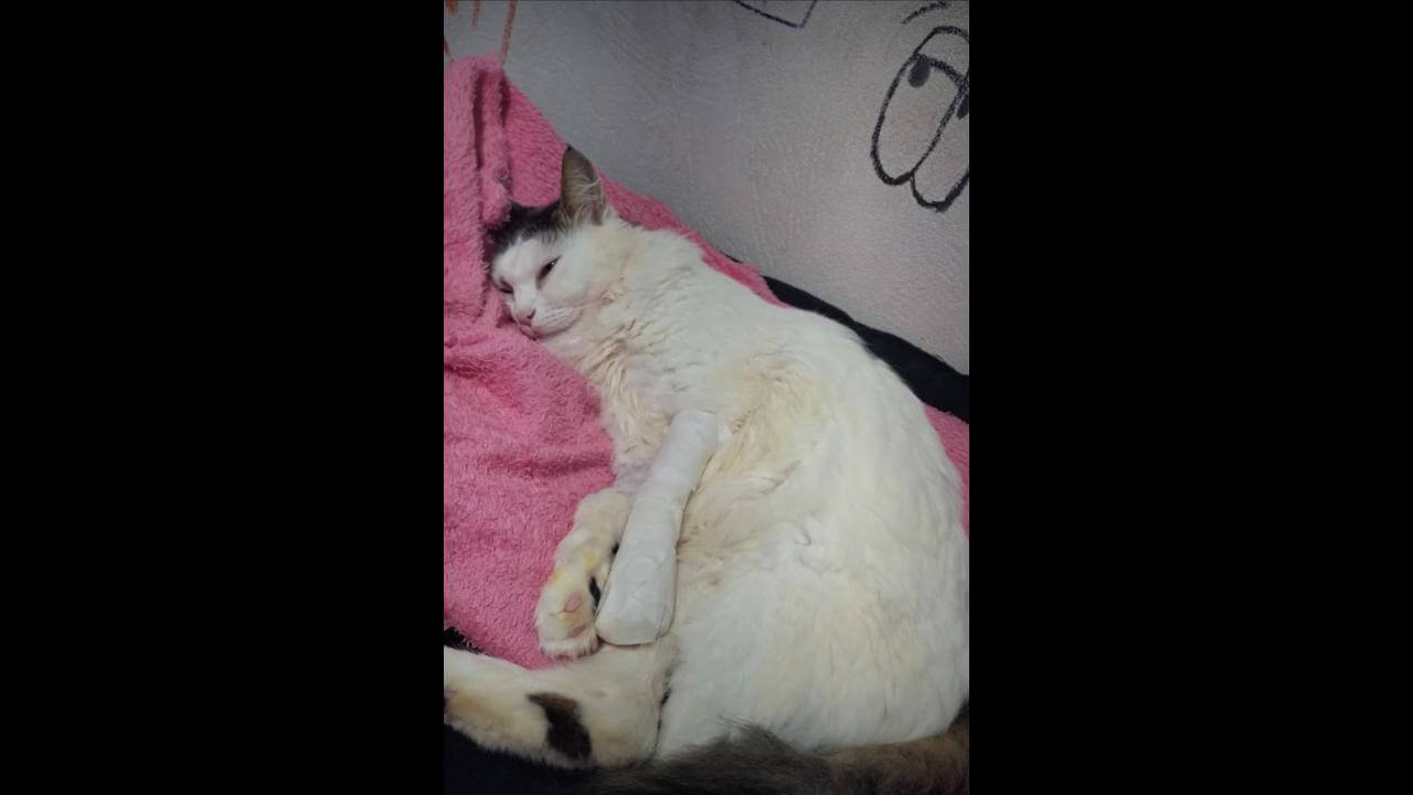 Gato Miu desapareceu no bairro Tarumã Gato Miu desapareceu no bairro Tarumã