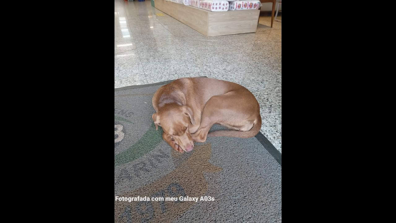 Cachorra é encontrada no bairro Parque São Paulo Cachorra é encontrada no bairro Parque São Paulo