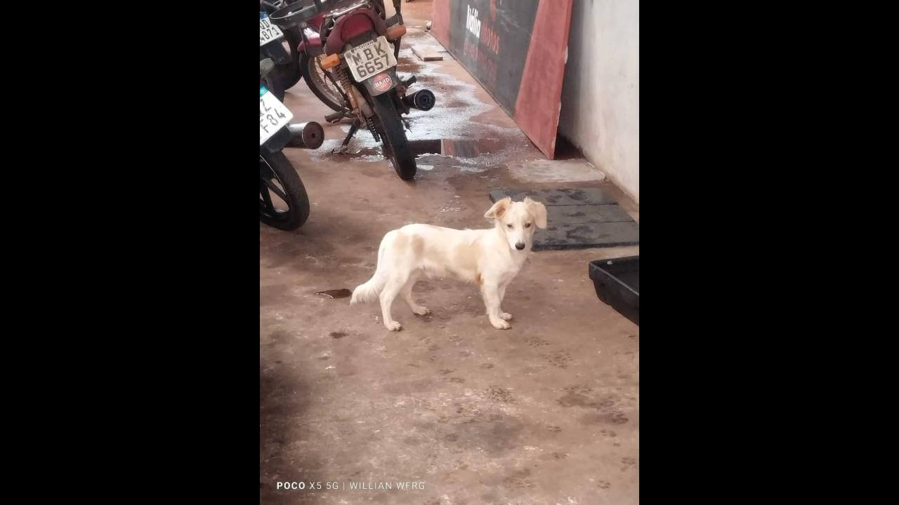 Cachorro é encontrado no bairro Cascavel Velho Cachorro é encontrado no bairro Cascavel Velho