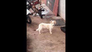 Imagem referente a Cachorro é encontrado no bairro Cascavel Velho