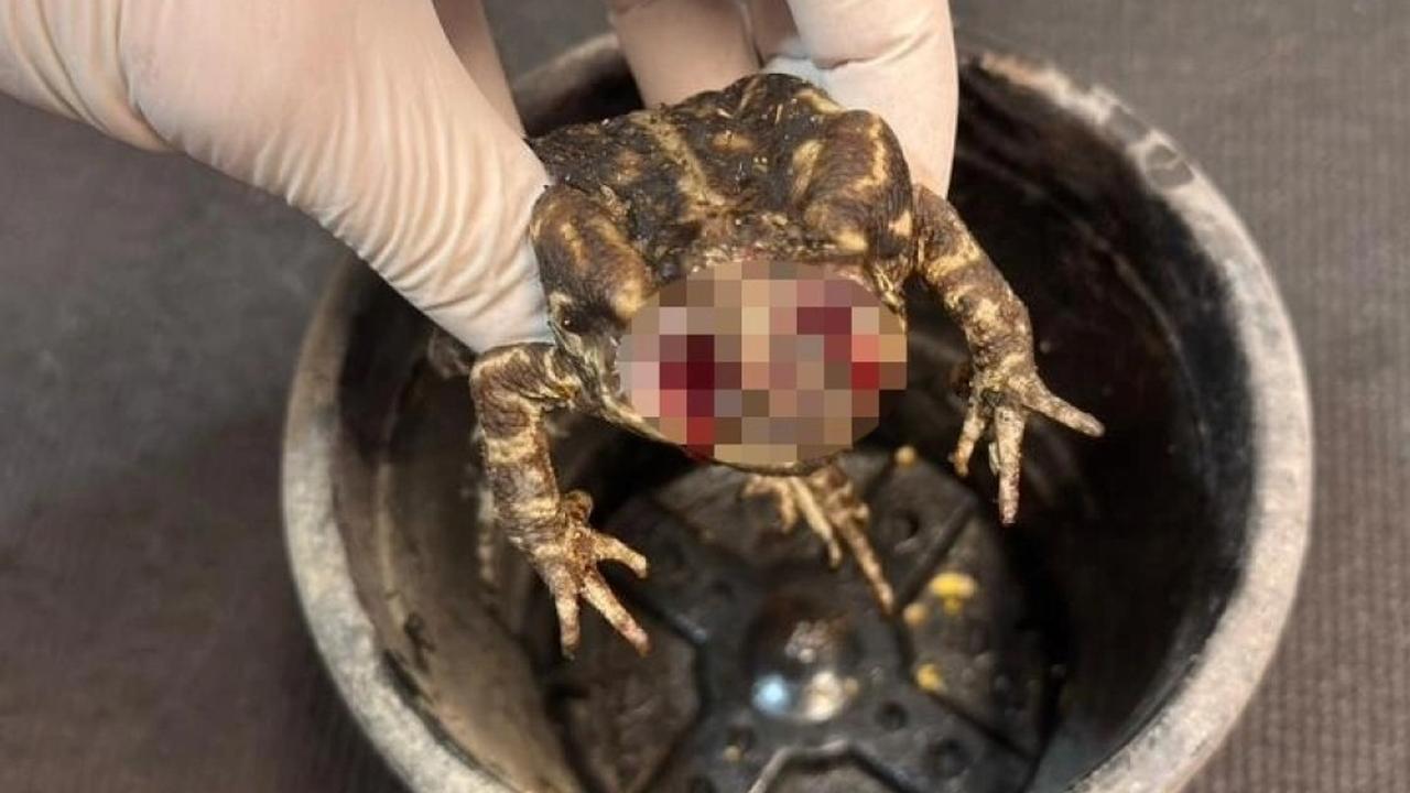 Sapo é encontrado com os olhos arrancados
