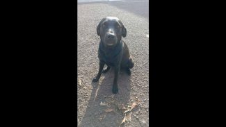 Imagem referente a Cachorra Negona desapareceu em Cascavel e donos oferecem recompensa