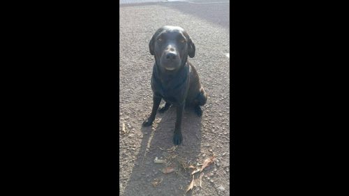 Cachorra Negona desapareceu em Cascavel e donos oferecem recompensa Imagem referente a Cachorra Negona desapareceu em Cascavel e donos oferecem recompensa