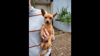 Imagem referente a Cachorro é encontrado no bairro Periolo