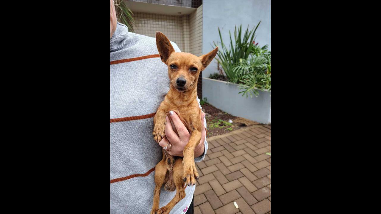 Cachorro é encontrado no bairro Periolo Cachorro é encontrado no bairro Periolo