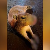 Imagem referente a Urgente! A quem recorrer quando uma capivara é atropelada em Cascavel?