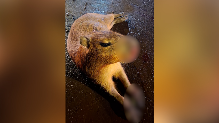 Imagem referente a Urgente! A quem recorrer quando uma capivara é atropelada em Cascavel?