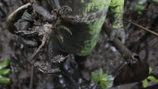 Pesquisadores identificam presença de mercúrio e chumbo em caranguejos