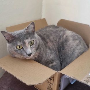 Gata Geralda desapareceu no bairro Centro Imagem referente a Gata Geralda desapareceu no bairro Centro