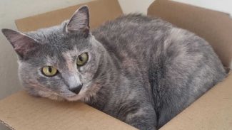 Imagem referente a Gata Geralda desapareceu no bairro Centro