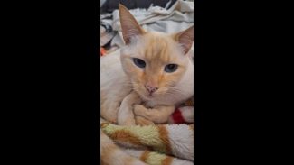 Imagem referente a Gata Pipoca desapareceu no bairro Coqueiral