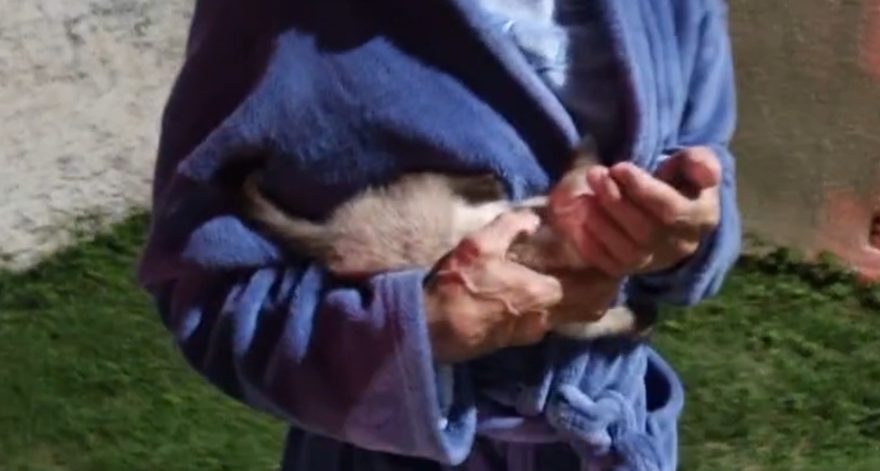 Drama no Cancelli: gatinho fica preso em caixa de energia e mobiliza bombeiros em resgate delicado