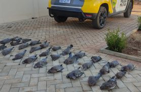 Polícia Militar apreende armas e aves abatidas após denúncia de caça ilegal em Guaraniaçu