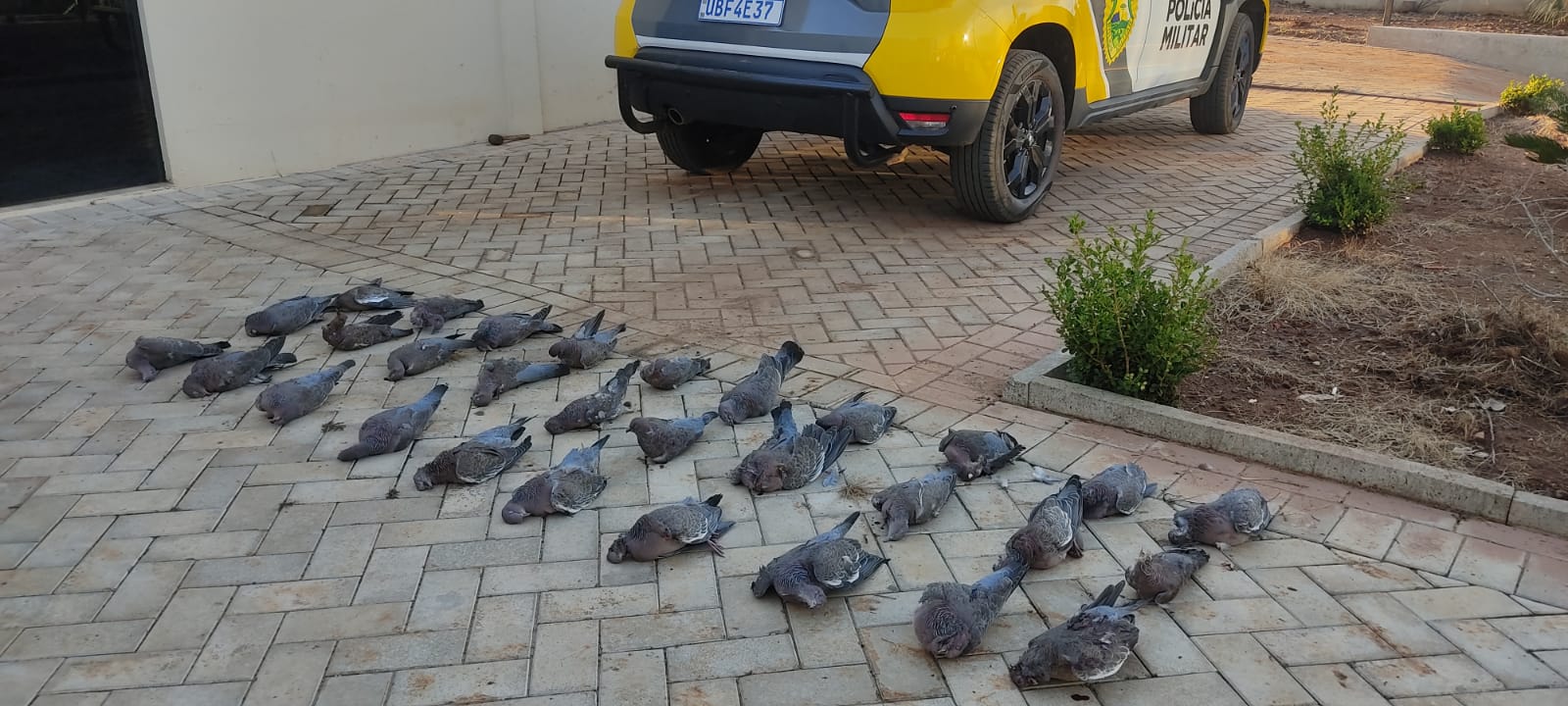 Polícia Militar apreende armas e aves abatidas após denúncia de caça ilegal em Guaraniaçu Imagem referente a Polícia Militar apreende armas e aves abatidas após denúncia de caça ilegal em Guaraniaçu