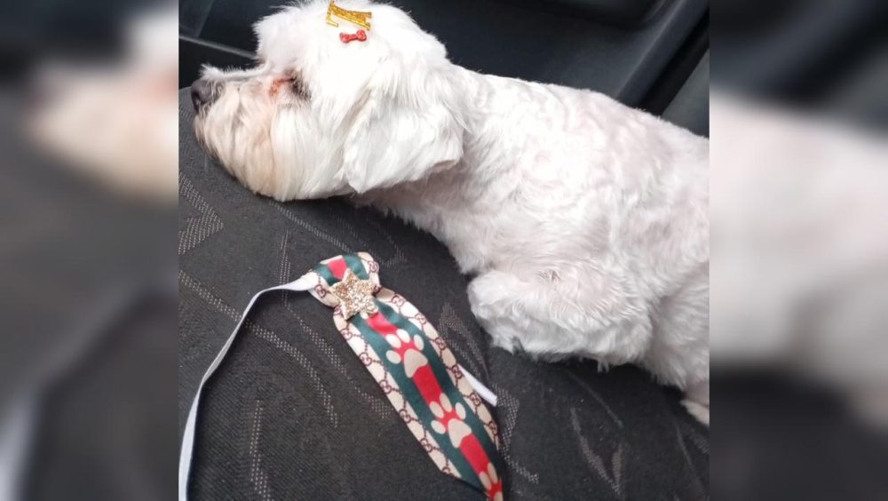 Cachorro Jheck desaparece no bairro Melissa 2 e família pede ajuda para encontrá-lo Imagem referente a Cachorro Jheck desaparece no bairro Melissa 2 e família pede ajuda para encontrá-lo
