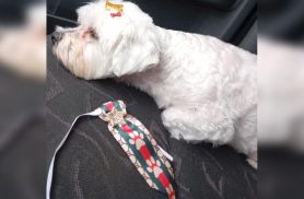 Cachorro Jheck desaparece no bairro Melissa 2 e família pede ajuda para encontrá-lo Cachorro Jheck desaparece no bairro Melissa 2 e família pede ajuda para encontrá-lo