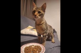 Gato é encontrado no bairro Parque São Paulo Gato é encontrado no bairro Parque São Paulo
