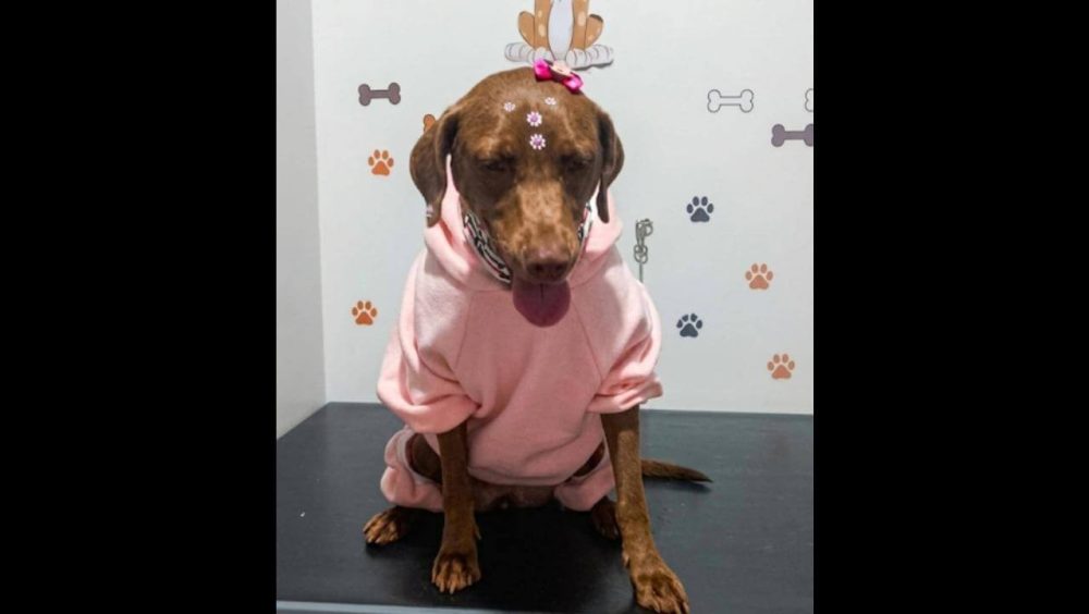 Cachorra Cacau desapareceu no bairro Santa Felicidade Imagem referente a Cachorra Cacau desapareceu no bairro Santa Felicidade