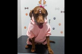 Cachorra Cacau desapareceu no bairro Santa Felicidade Cachorra Cacau desapareceu no bairro Santa Felicidade