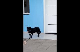Cachorra Kika desapareceu faz um mês no bairro Positano Cachorra Kika desapareceu faz um mês no bairro Positano