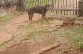 Cachorra Mel desapareceu no bairro Parque São Paulo Cachorra Mel desapareceu no bairro Parque São Paulo