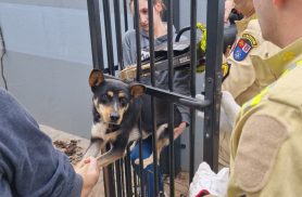 Cachorrinha é resgatada após ficar presa na grade do portão no Santa Cruz